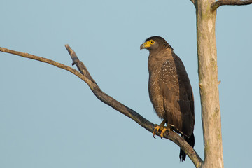 Crested serpent eagle
