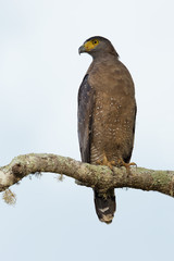 Crested serpent eagle