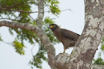 Crested serpent eagle