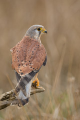 Common kestrel