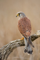 Common kestrel