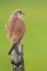 Common kestrel