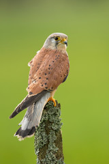 Common kestrel