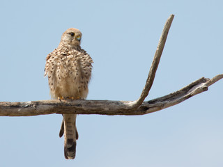 Common kestrel