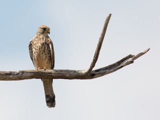 Common kestrel