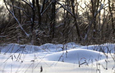 Snowdrifts in winter forest after snowfall