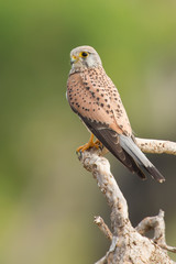 Common kestrel