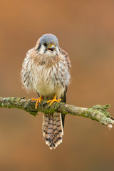 American kestrel