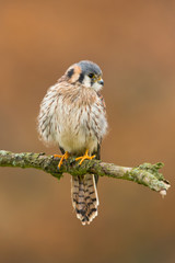 American kestrel