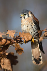 American kestrel