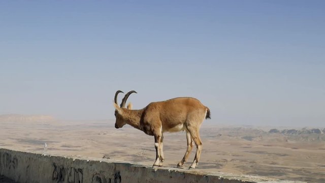 Nubian ibex (Capra Nubiana) at Makhtesh Ramon Crater. Negev desert. Israel.