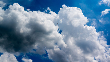 Naklejka na ściany i meble a bird flying in the clouds