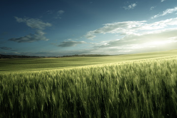 Fototapeta na wymiar Green field of wheat in Tuscany, Italy