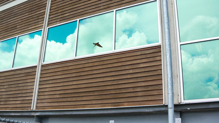 bird reflection on building