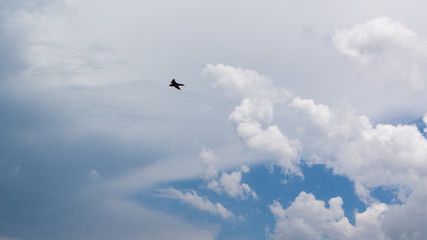 a bird flying in the clouds