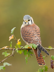 American kestrel