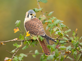 American kestrel