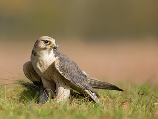  Lanner falcon
