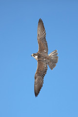 Saker falcon
