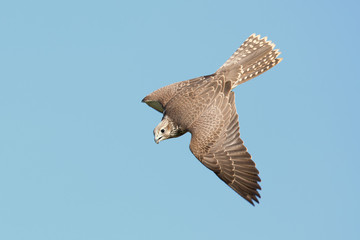 Saker falcon
