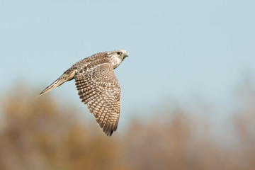 Saker falcon