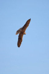 Saker falcon