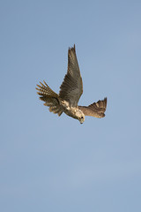 Saker falcon