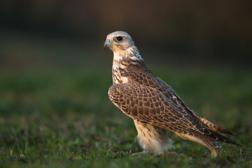 Saker falcon