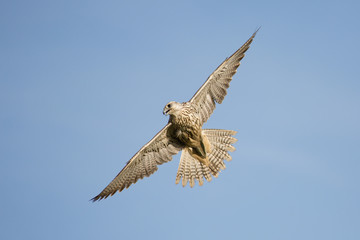 Saker falcon