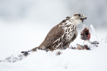 Saker falcon