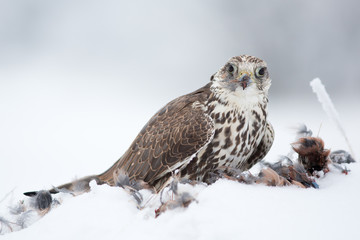 Saker falcon