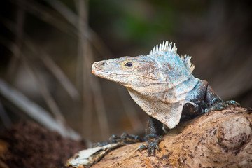 Bright colored Iguana sitting on the beach looking at camera.