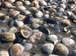 Muscheln