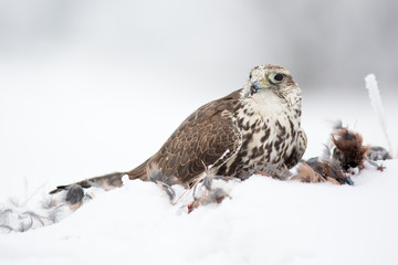 Saker falcon