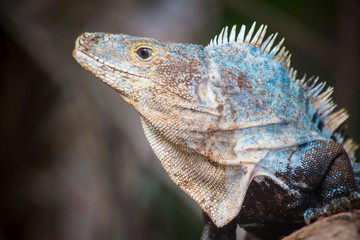 Bright colored Iguana sitting on the beach looking at camera.
