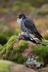 Peregrine falcon