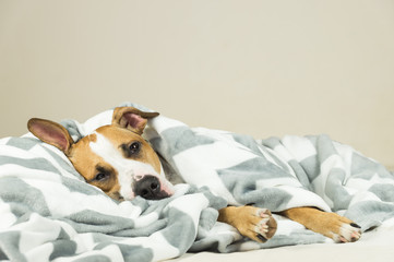 Funny young staffordshire terrier puppy lying covered in throw blanket and falling asleep. Tired or...