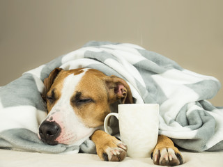 Sleeping young pitbull dog in bed covered in throw blanket with steaming cup of hot tea or coffee. Lazy staffordshire terrier puppy wrapped in plaid snoozes in comfortable bed and relaxes