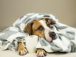 Cute staffordshire terrier dog with expressive eyes cuddles in throw blanket and holds cup of tea or coffee. Young pitbull pet in bed wrapped in plaid looks up and holds hot drink