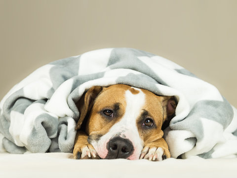 Funny young staffordshire terrier puppy lying covered in throw blanket and falling asleep. Close up image of tired or sick dog sleeping or resting under covers in bed in comfortable bedroom conditions