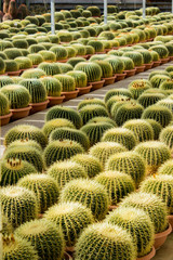 Fototapeta na wymiar Cacti plantation in nursery, Echinocactus grusonii 