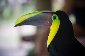 A toucan in the wild, bright bird sitting on a branch