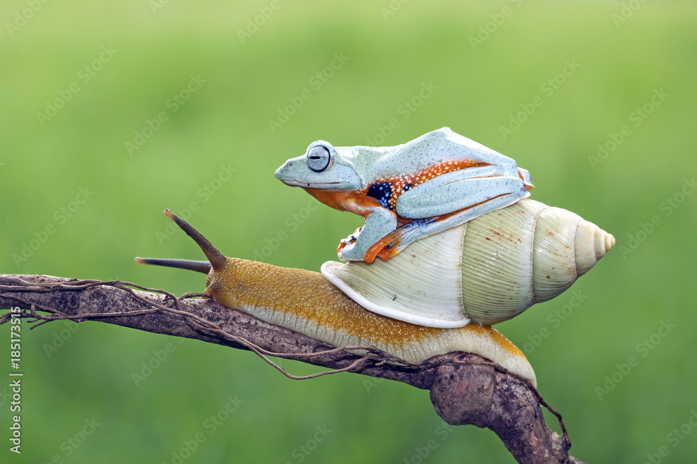 Canvas Prints tree frog, flying frog, javan tree frog
