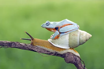 Foto op Plexiglas Boomkikker, vliegende kikker, javaanse boomkikker © kuritafsheen