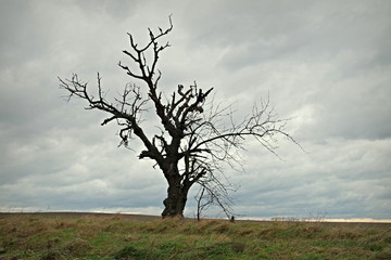 suche drzewo samotne w polu © Henryk Niestrój