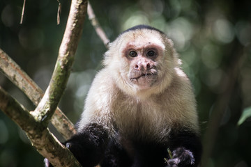 A monkey in the jungle of Costa-Rica, wildlife animals of Costa-Rica