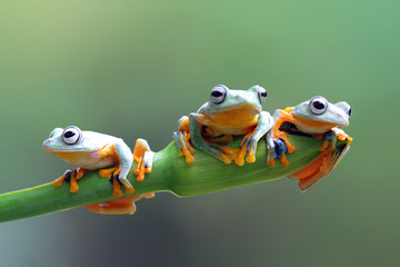 Tree frog, flying frog, javan tree frog