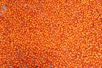 Orange sea-buckthorn, background.