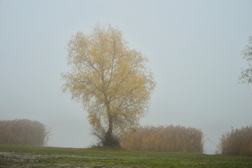 Brzeg jeziora i drzewa w gęstej mgle.