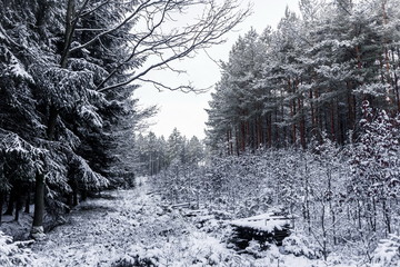 Cold winter day in forest in national park “Sumava”, Czech Republic.